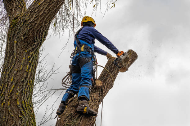 Magnet Cove, AR Tree Care Services Company